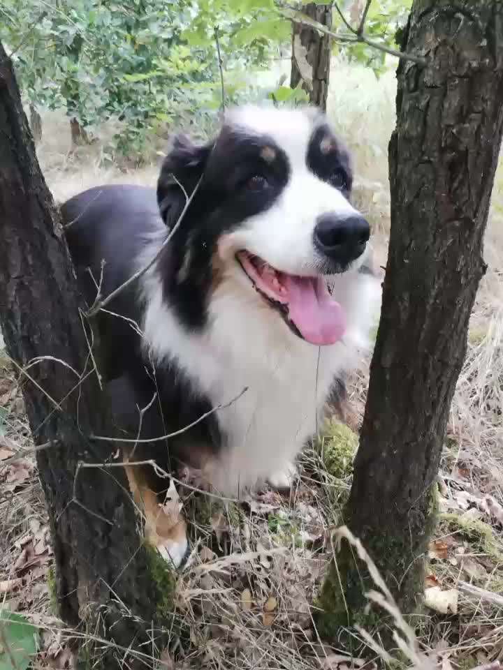 20. Kurzgeschichten Challenge: Märchen-Beitrag-Bild