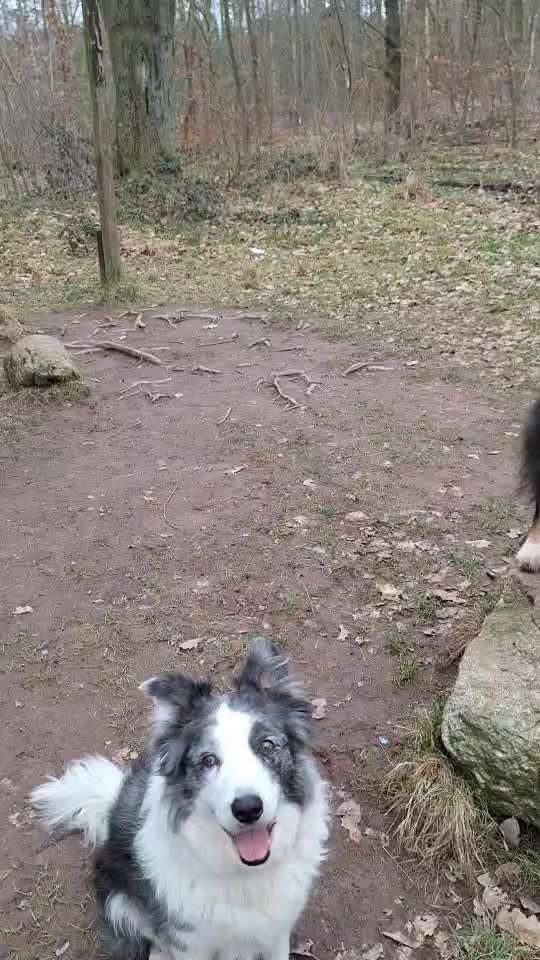 56. Gemeinsames Tricktraining : einein Gegenstand  ruckwärts umrunden-Beitrag-Bild