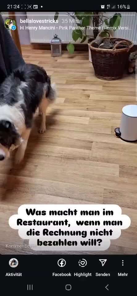 70. Gemeinsames Tricktraining: Hinterpfote heben (Fake: etwas anpinkeln)-Beitrag-Bild