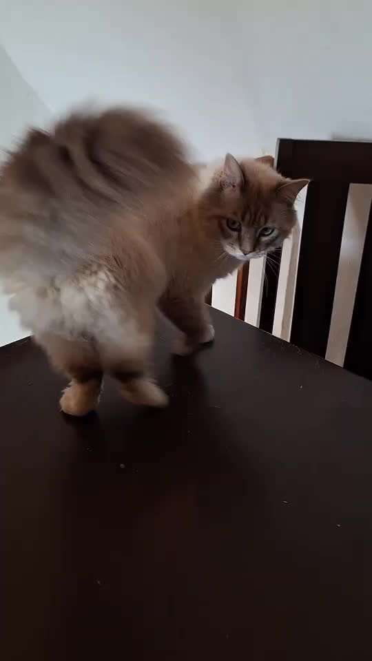 Trick Spiel - Koffer Packen - der 21.-Beitrag-Bild