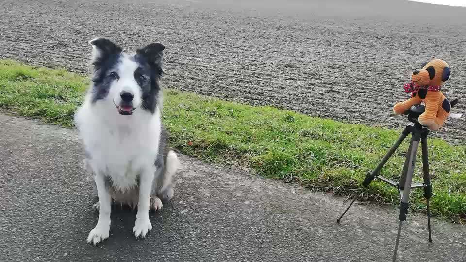 42. Gemeinsames Tricktraining: Look-Target-Beitrag-Bild