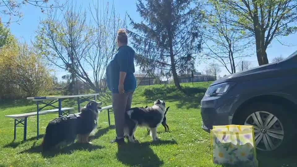 68. Tricktraining "Flyball"-Beitrag-Bild