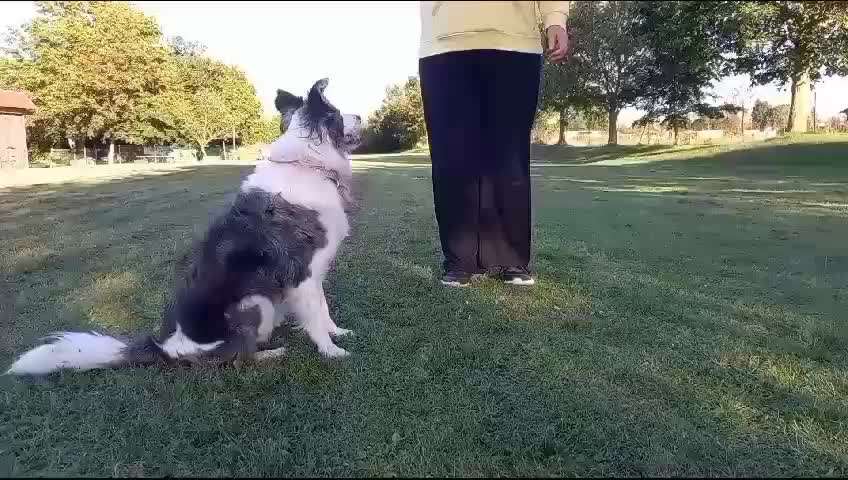 37. Trick-Challenge: Pinguin-Lauf-Beitrag-Bild