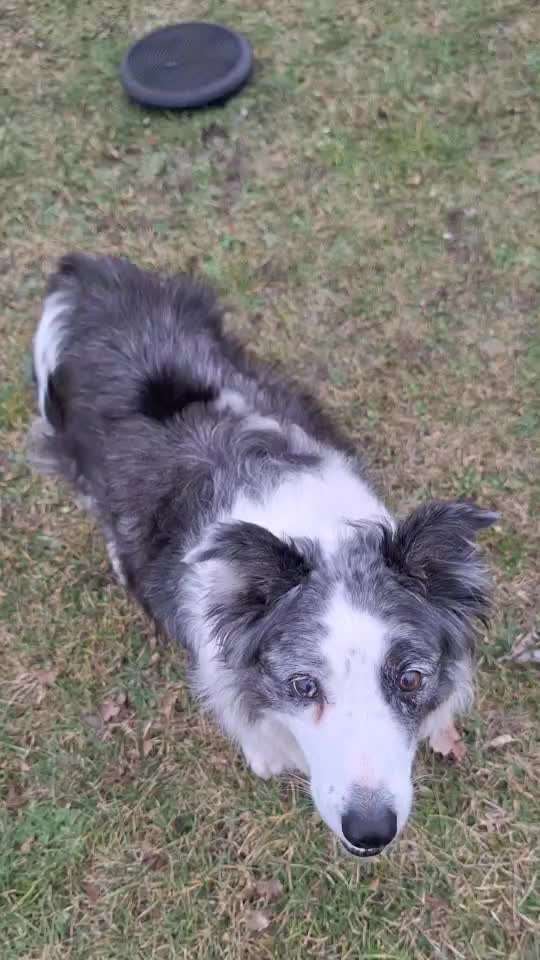 65. Gemeinsames Tricktraining: Rückwärts auf Gegenstand-Beitrag-Bild