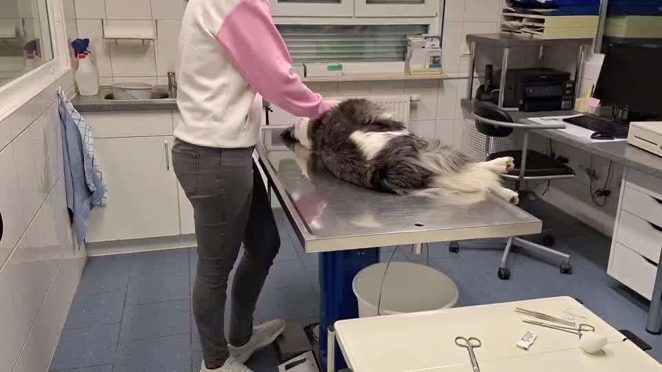 43. Impulskontrollchallenge: Decke deinen Hund zu und er muss liegenbleiben-Beitrag-Bild