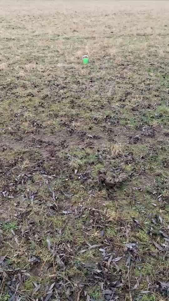 45. Tricktraining - Apportieren-Beitrag-Bild