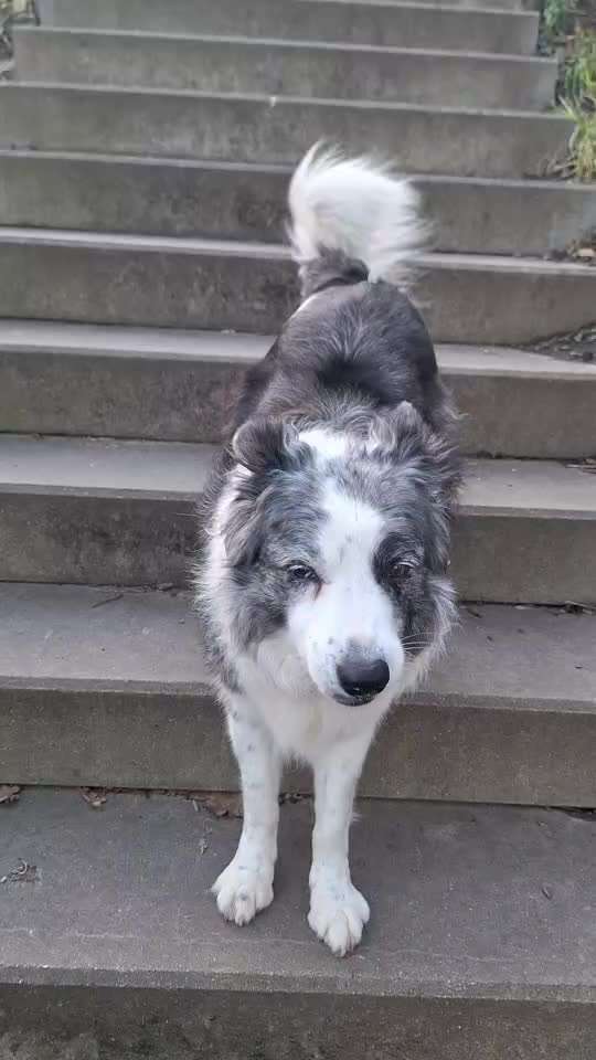 65. Gemeinsames Tricktraining: Rückwärts auf Gegenstand-Beitrag-Bild