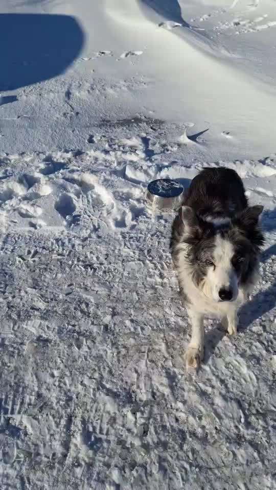 65. Gemeinsames Tricktraining: Rückwärts auf Gegenstand-Beitrag-Bild