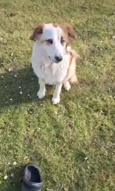 Trickchallenge Nr. 85   ,,Schau rein,,-Beitrag-Bild