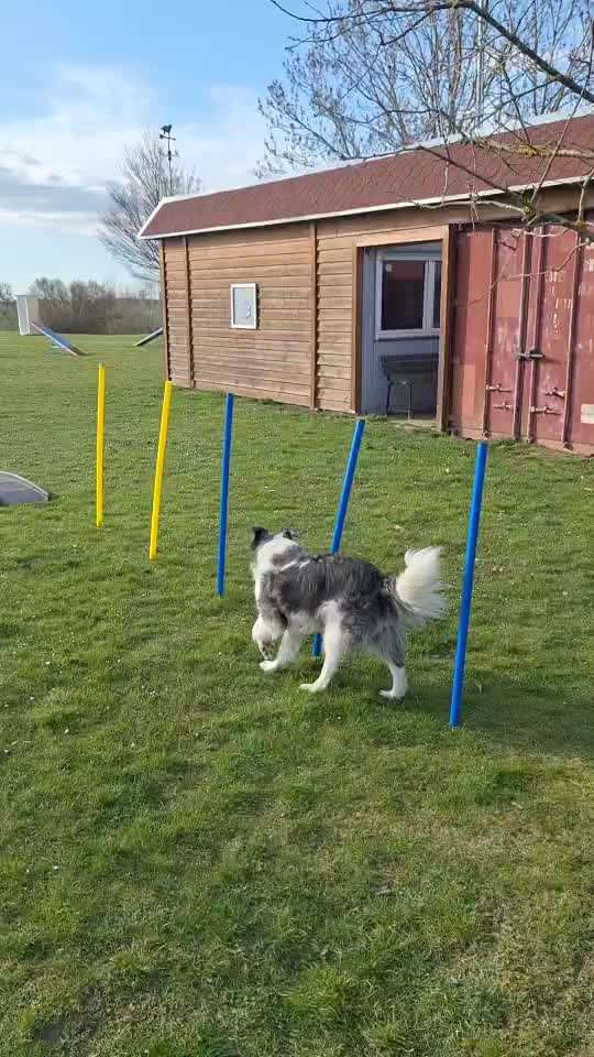 68. Tricktraining "Flyball"-Beitrag-Bild