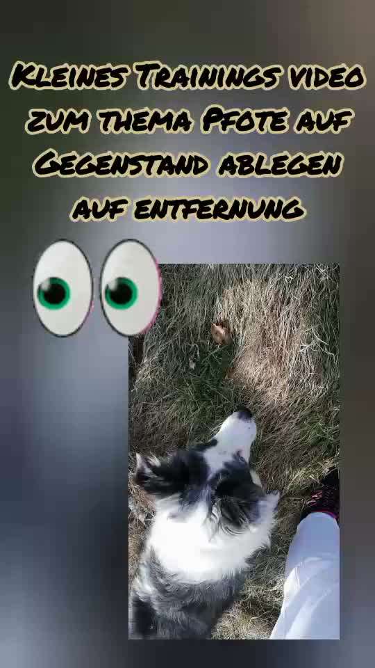 44.Tricktraining ,, Pfote auf Target,,-Beitrag-Bild