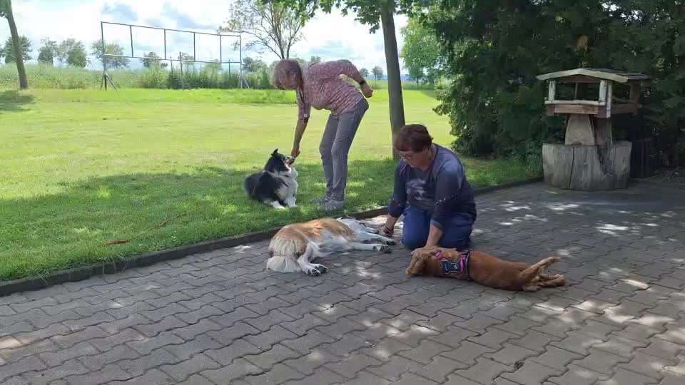 Gemeinsames Tricktraining NR 90 Umfallen-Beitrag-Bild