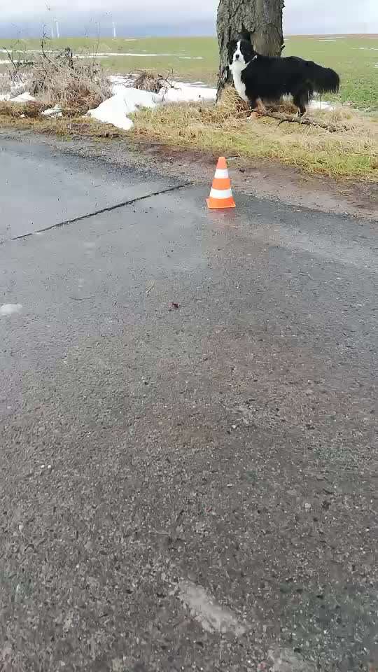 44.Tricktraining ,, Pfote auf Target,,-Beitrag-Bild