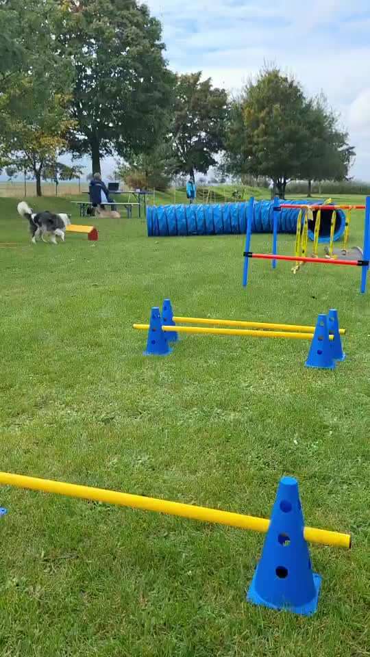 67. Trick Training  " Parcour/Agility" bzw. Distanz schafft Nähe-Beitrag-Bild
