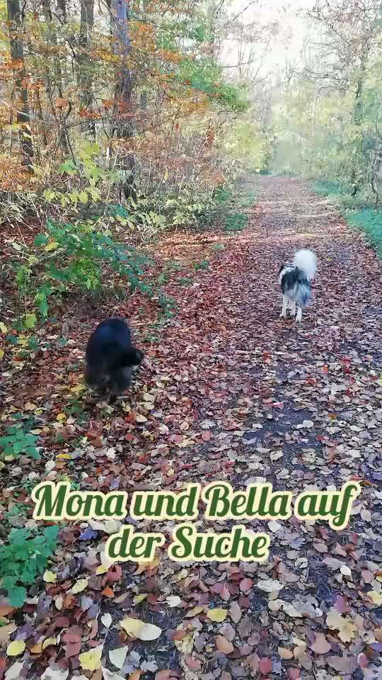 Action-Fun Hund- Aventskalender-Beitrag-Bild