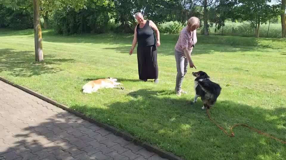 Gemeinsames Tricktraining NR 90 Umfallen-Beitrag-Bild