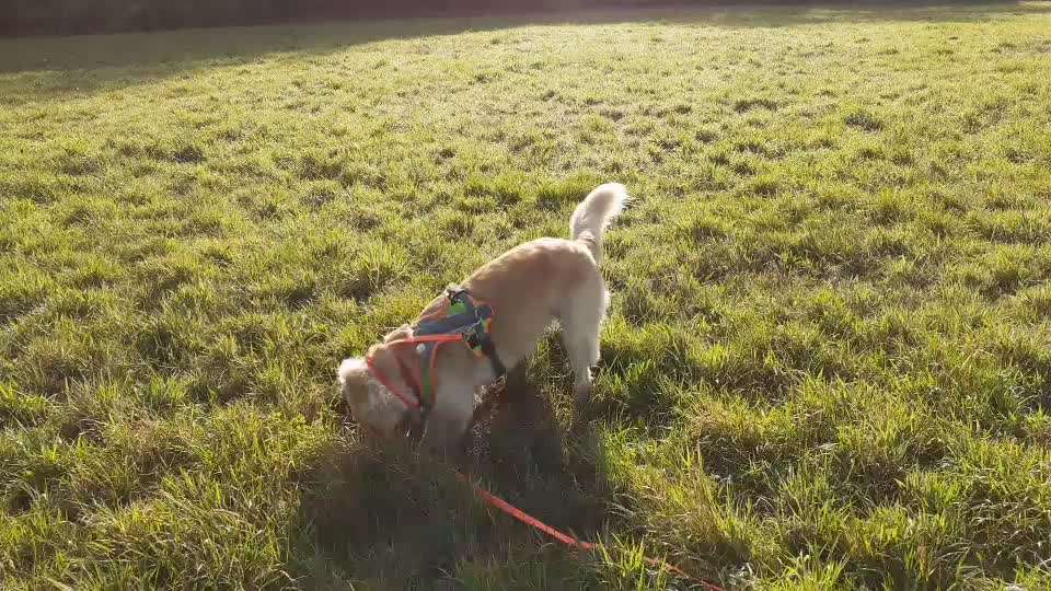 Wo sind die Golden Retriever Liebhaber?-Beitrag-Bild