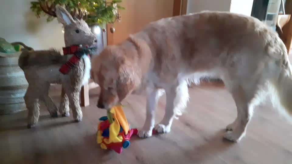 aktuelles Foto Gruppe Golden Retriever