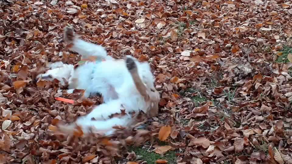 Wo sind die Golden Retriever Liebhaber?-Beitrag-Bild