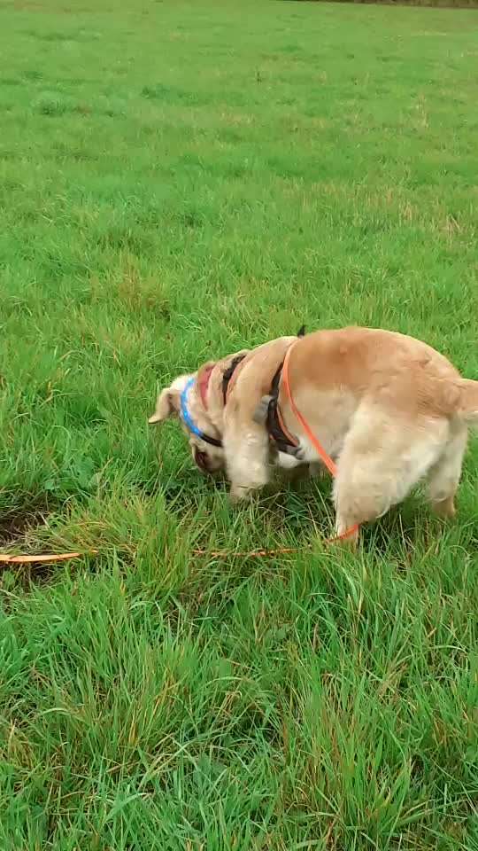 Wo sind die Golden Retriever Liebhaber?-Beitrag-Bild