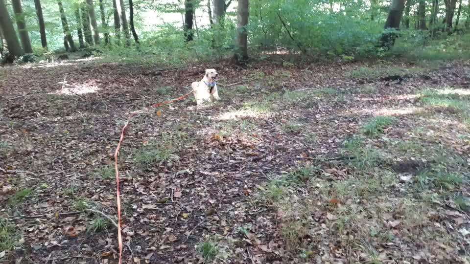 Wo sind die Golden Retriever Liebhaber?-Beitrag-Bild