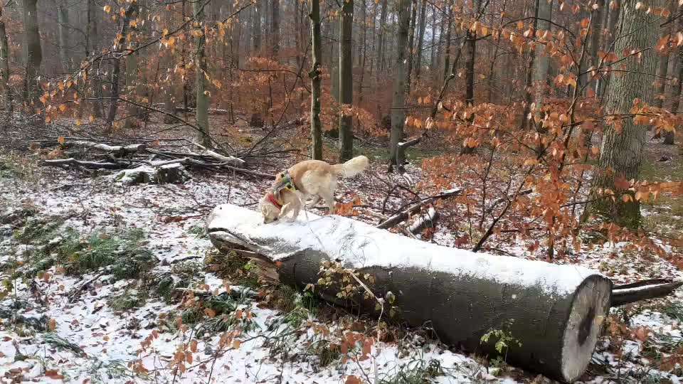 Wo sind die Golden Retriever Liebhaber?-Beitrag-Bild