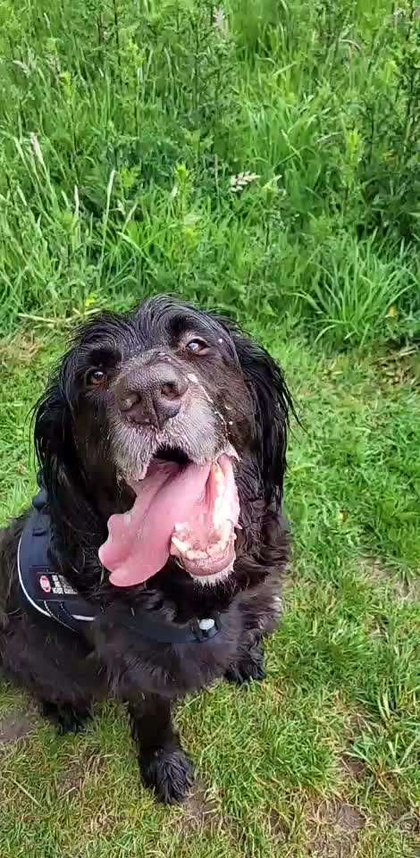 Wiederholte Probleme mit einem Hund in der Nachbarschaft. :(-Beitrag-Bild