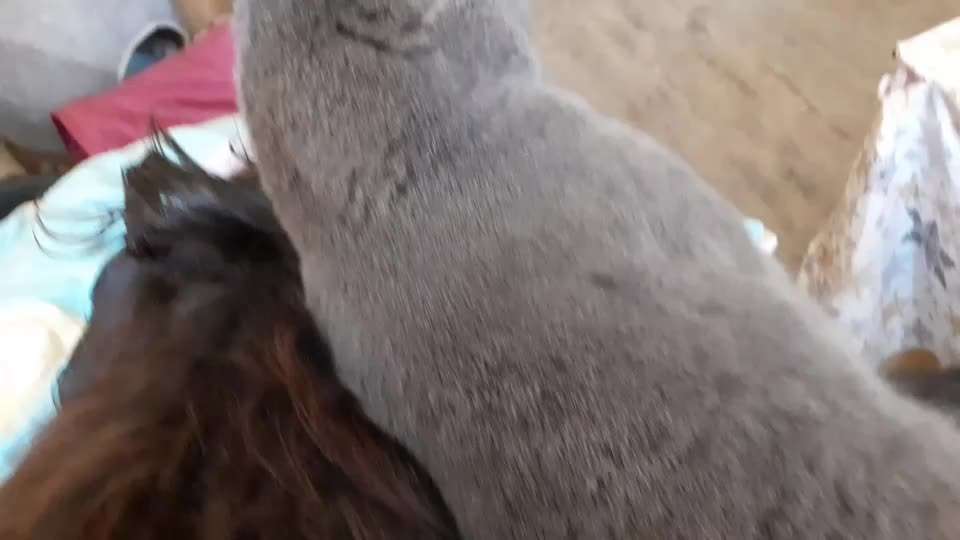 Rhodesian Ridgeback-Beitrag-Bild