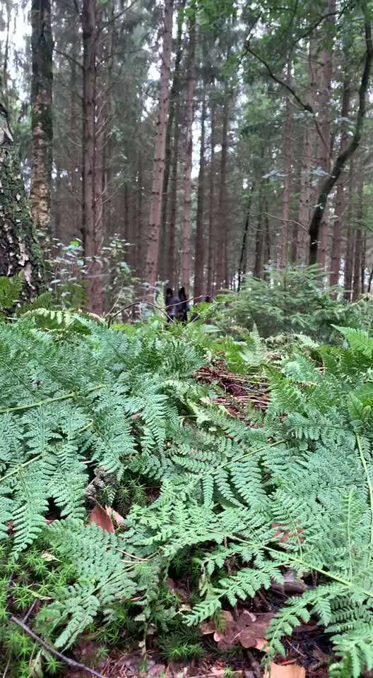 Video Challenge Nr.6
Auf den Spuren der Freiheit🐾🐾-Beitrag-Bild