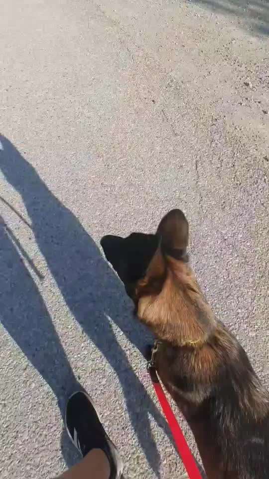 Kettenhalsbänder (Unimon, Sprenger etc.)-Beitrag-Bild