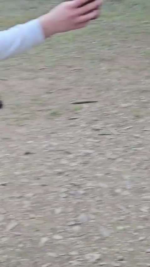Wie findet ihr den Gedanken einer Tragetasche für Hunde?-Beitrag-Bild