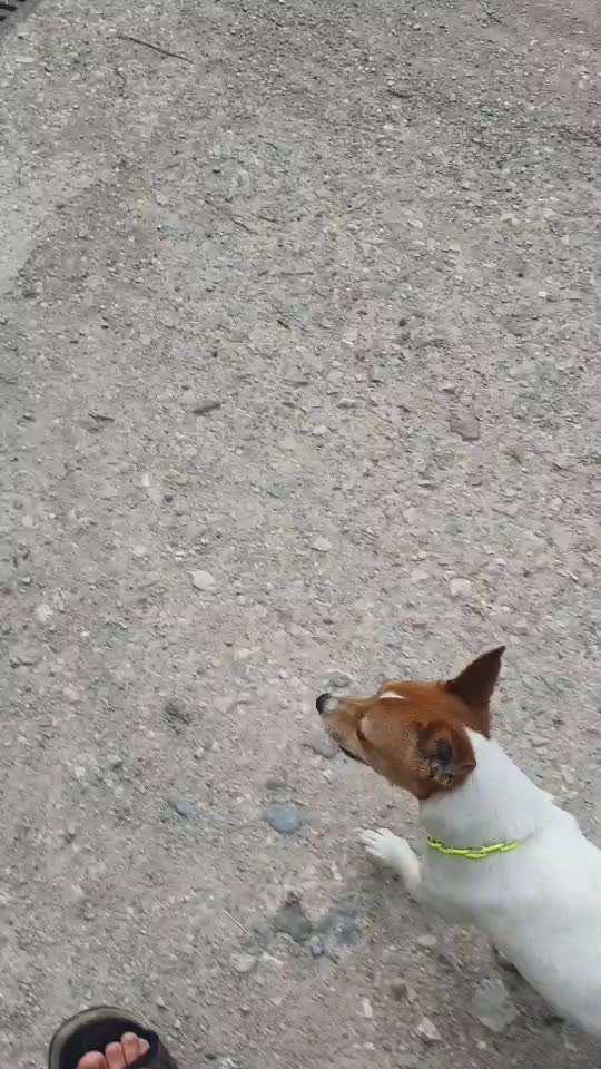 Kettenhalsbänder (Unimon, Sprenger etc.)-Beitrag-Bild