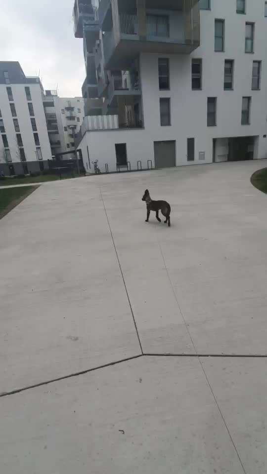 Einsatz der Flexi Leine.-Beitrag-Bild