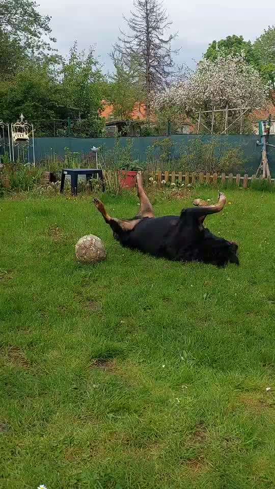 Rottweiler/-Mischlinge-Beitrag-Bild