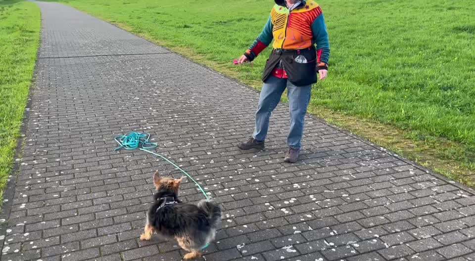Wie kamst du zu deinem Hund?-Beitrag-Bild