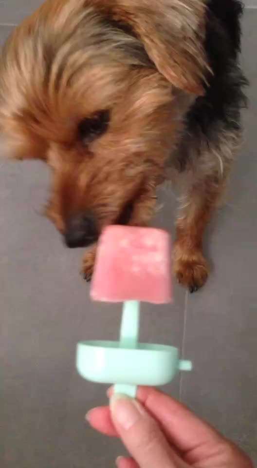 🍦 Hundeeis im Sommer: Abkühlung oder unterschätztes Risiko?-Beitrag-Bild