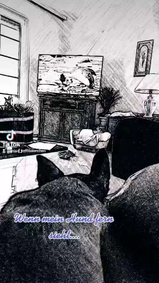 Hund bellt Fernseher an-Beitrag-Bild