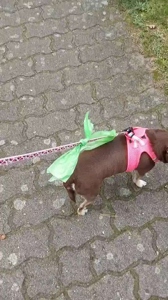 Hundekot wegräumen-Beitrag-Bild