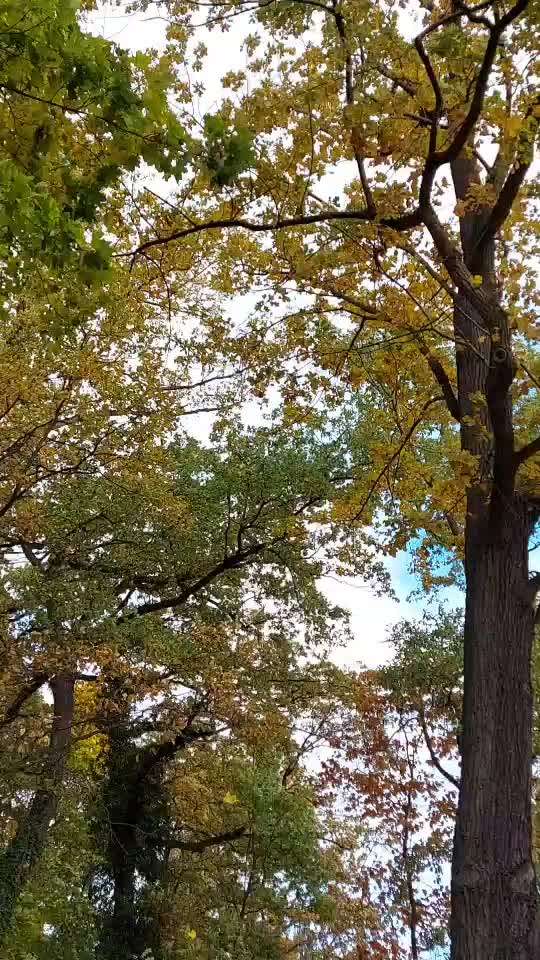 Die wunderschöne Welt mit Hund.-Beitrag-Bild