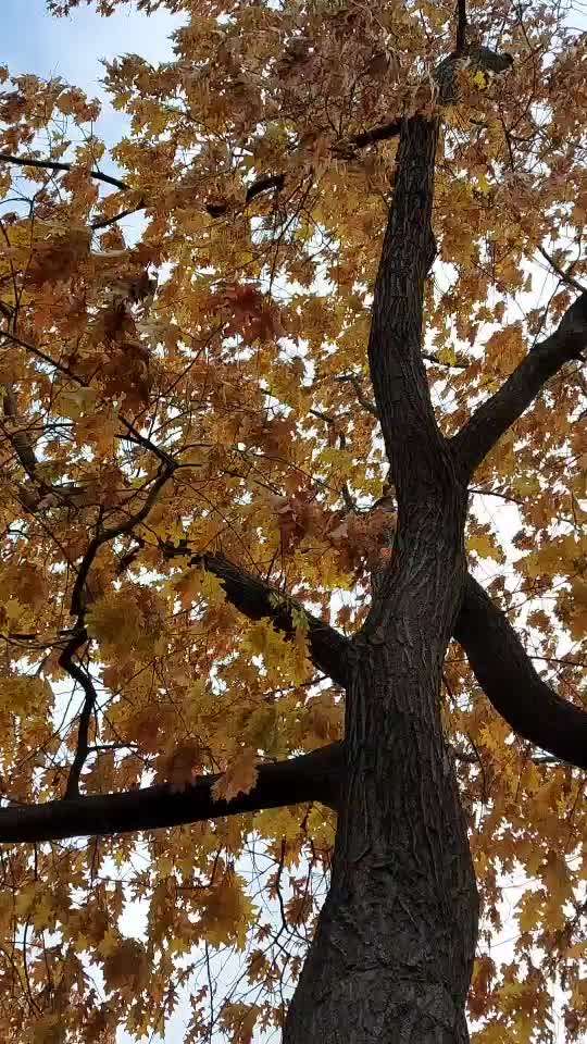 Die wunderschöne Welt mit Hund.-Beitrag-Bild