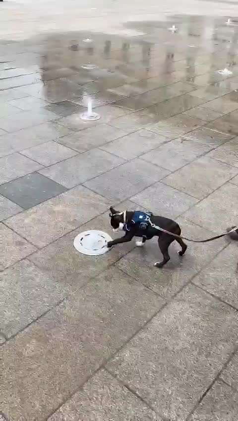 Dogorama-Monats-Challenge-Mai "Wasser"-Beitrag-Bild