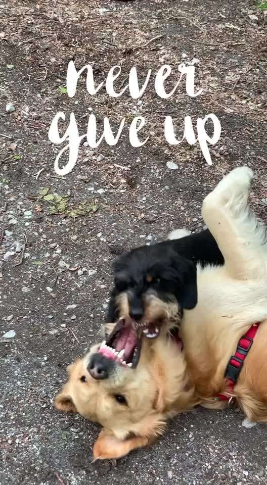 18. Video-Challenge "David gegen Goliath"-Beitrag-Bild