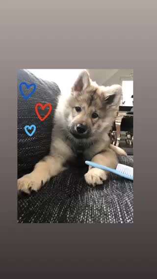 Welpen Bilder !-Beitrag-Bild