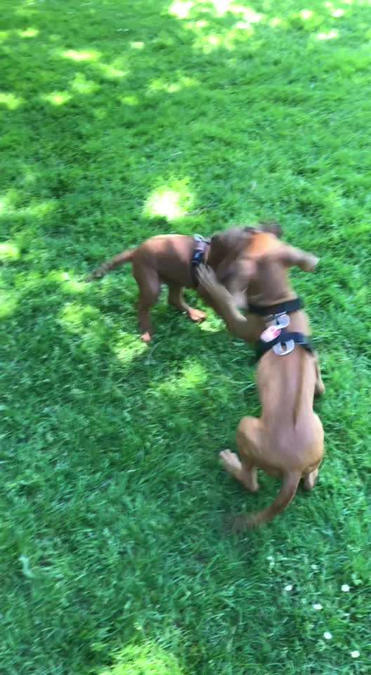 Rhodesian Ridgeback-Beitrag-Bild