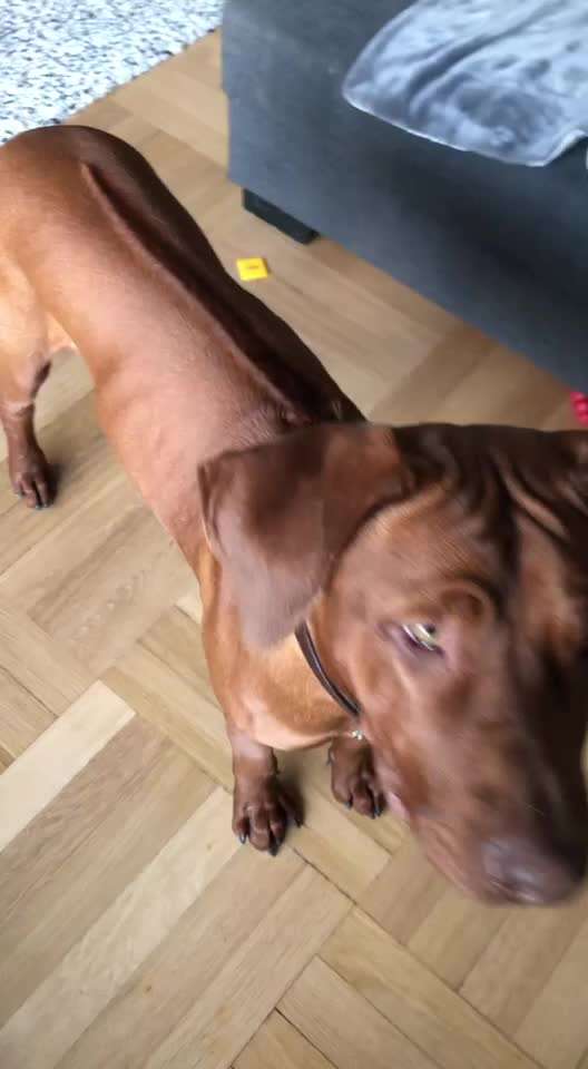 Rhodesian Ridgeback-Beitrag-Bild