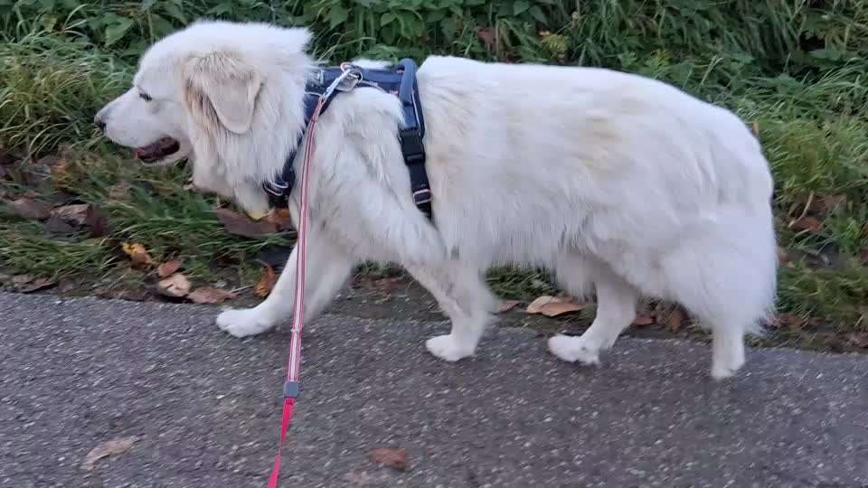 Gangbild/-analyse-Beitrag-Bild