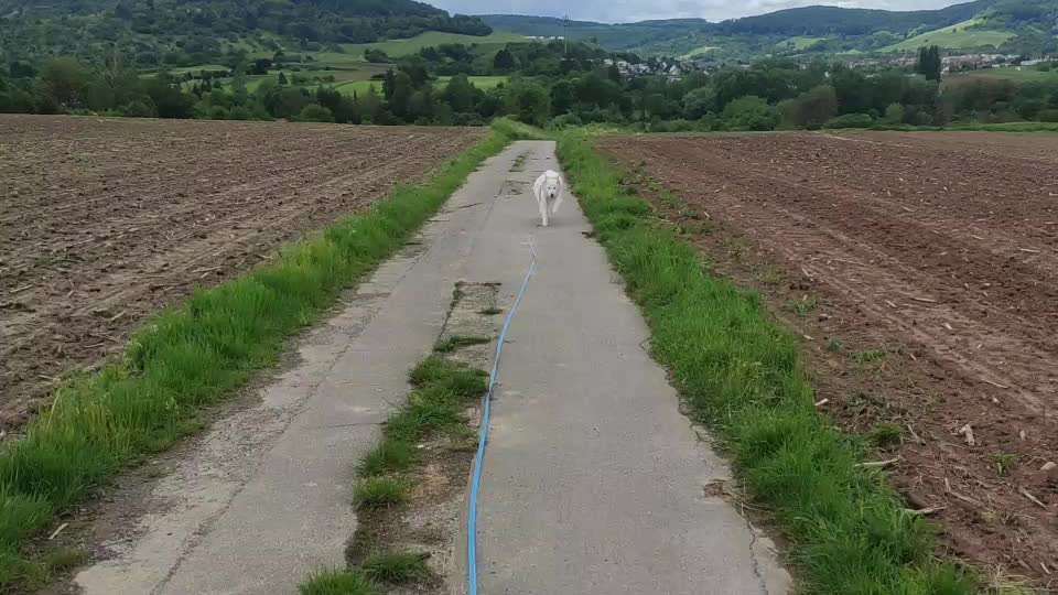Geschichten, die das Leben schrieb. Hunde mit Handicap-Beitrag-Bild