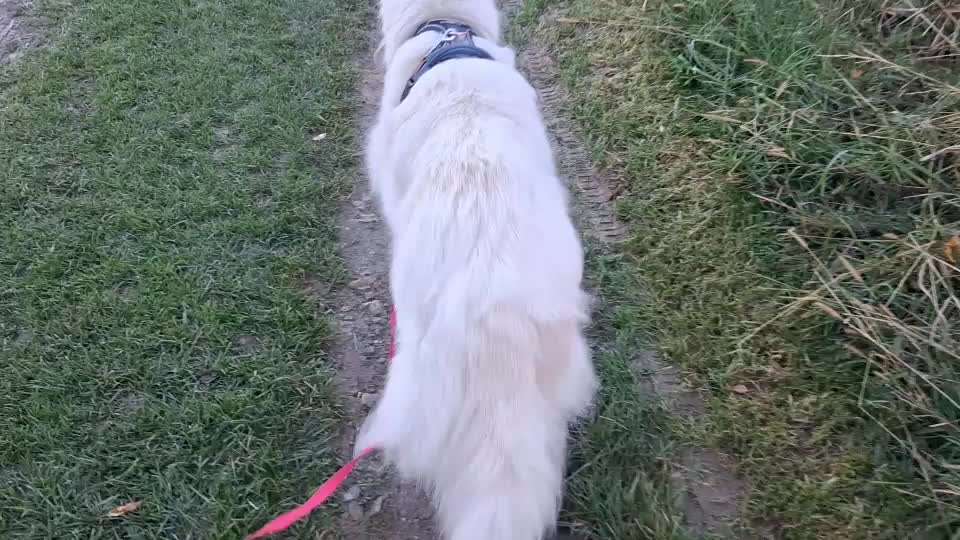 Gangbild/-analyse-Beitrag-Bild