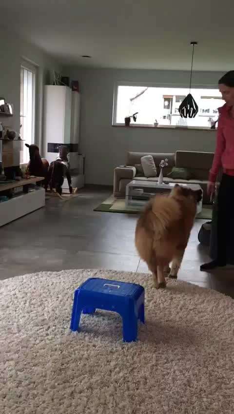 Eurasier hier?-Beitrag-Bild