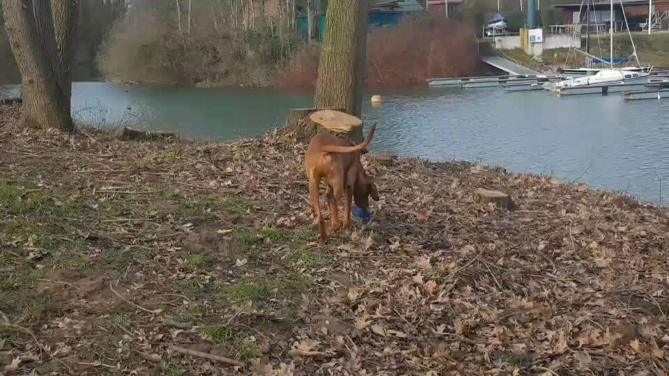 Schattenseiten der Hundehaltung-Beitrag-Bild